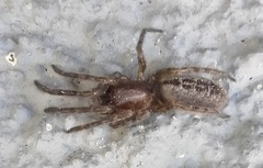 Segestria bavarica