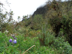 Lupinus ramosissimus