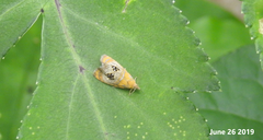 Olethreutes captiosana