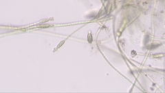 Nostocales