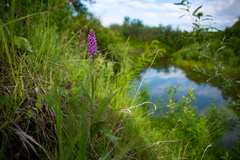 Dactylorhiza sibirica