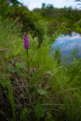 Dactylorhiza sibirica