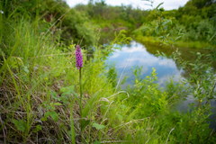 Dactylorhiza sibirica