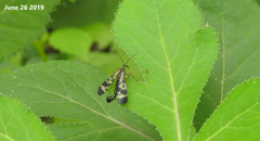 Panorpa coreana