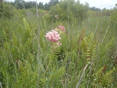 Asclepias rubra