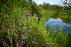 Dactylorhiza sibirica