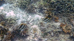 Parachaetodon ocellatus