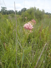 Asclepias rubra