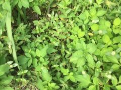 Gomphrenoideae