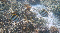 Parachaetodon ocellatus