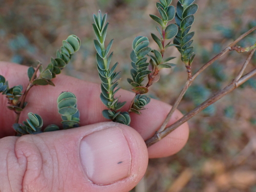 Image of Cliffortia phyllanthoides by (c) Eugene Hahndiek, some rights reserved (CC BY-SA)