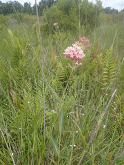 Asclepias rubra