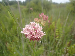 Asclepias rubra