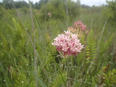 Asclepias rubra