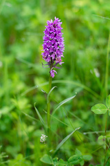 Dactylorhiza sibirica