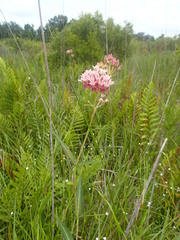 Asclepias rubra