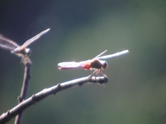 Brachymesia