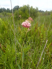 Asclepias rubra