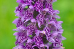 Dactylorhiza sibirica
