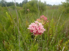 Asclepias rubra