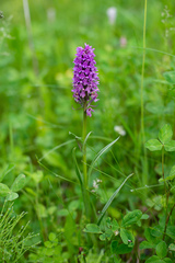 Dactylorhiza sibirica