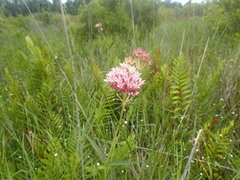 Asclepias rubra