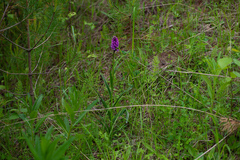 Dactylorhiza sibirica