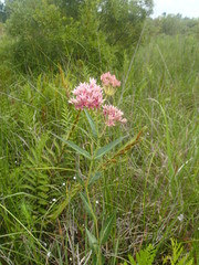 Asclepias rubra