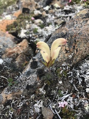 Pedicularis capitata
