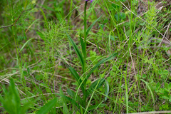 Dactylorhiza sibirica