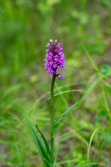 Dactylorhiza sibirica