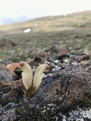 Pedicularis capitata