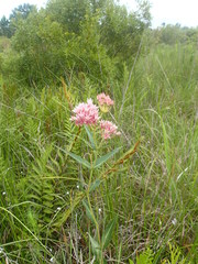 Asclepias rubra