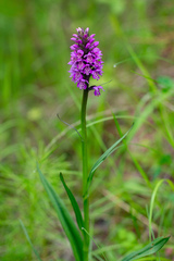 Dactylorhiza sibirica