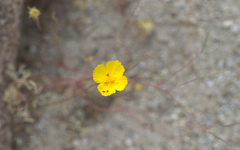 Eschscholzia minutiflora