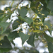 Amur Lime - Photo (c) Lee, seong-won, some rights reserved (CC BY-NC), uploaded by Lee, seong-won