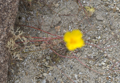 Eschscholzia minutiflora