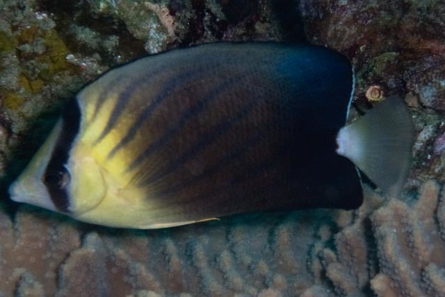 Blackburn's Butterflyfish