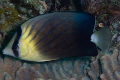 Chaetodon blackburnii