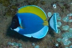 Acanthurus leucosternon