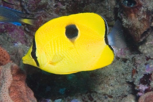 Yellow Teardrop Butterflyfish