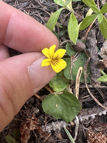 Image of Viola orbiculata by no rights reserved