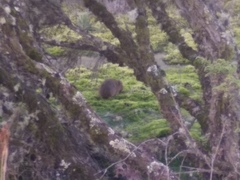 Cavia aperea anolaimae
