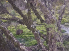 Cavia aperea anolaimae