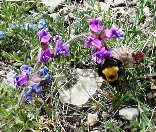 Nevada Bumble Bee photographed in Wyoming