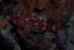 Sebastapistes cyanostigma