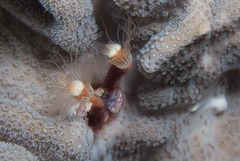 Tubulariidae