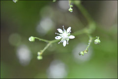 Micranthes oblongifolia