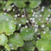 Micranthes oblongifolia - Photo 由 Lee, seong-won 所上傳的 (c) Lee, seong-won，保留部份權利CC BY-NC