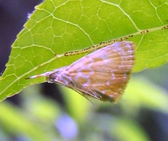 Glaphyria glaphyralis